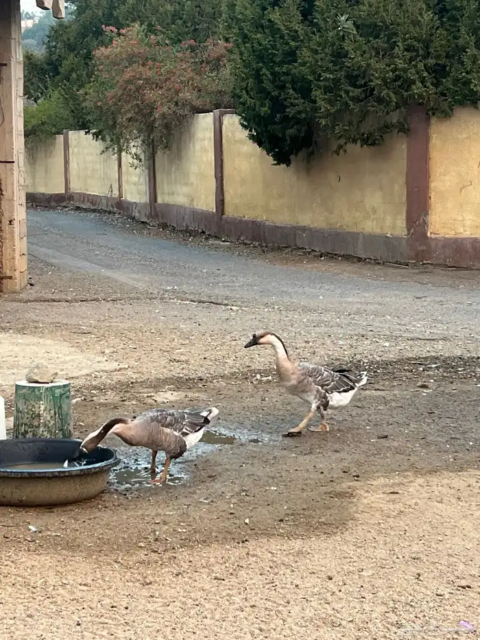 زوج وز عراقي 1