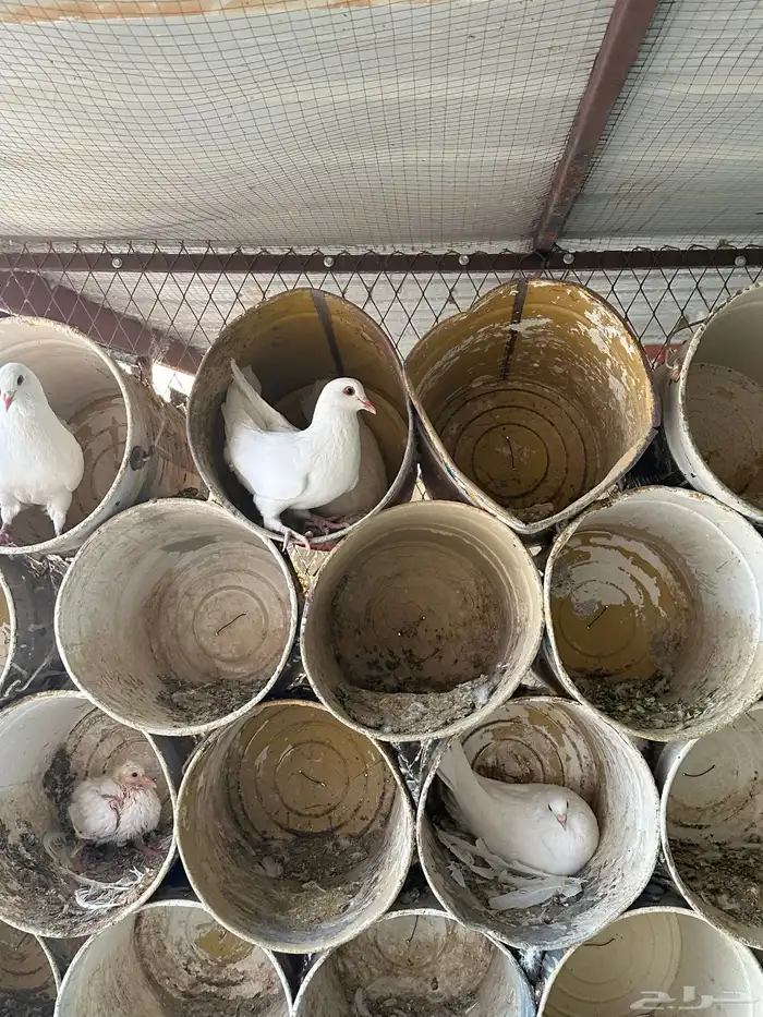 حمام فرنسي فاخر 1