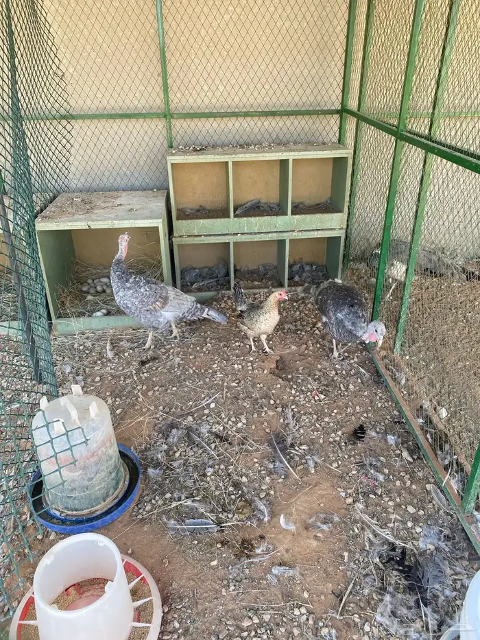 انثى طاؤوس وبط وانثى ديك رومي 2