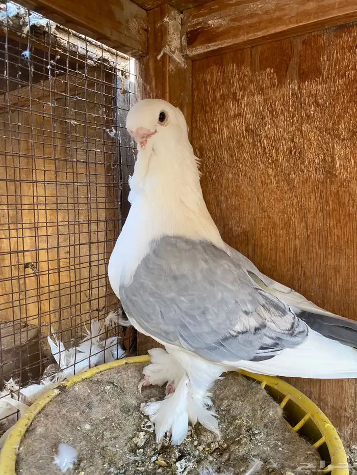 ستنايت ازرق 0