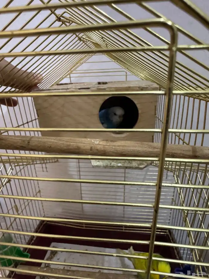 طيور الحب بادجى و روز للبيع 5