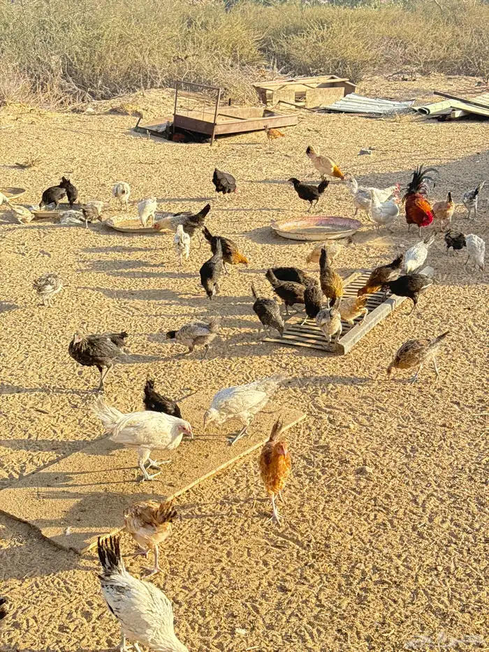 دجاج بلدي فيوم 4