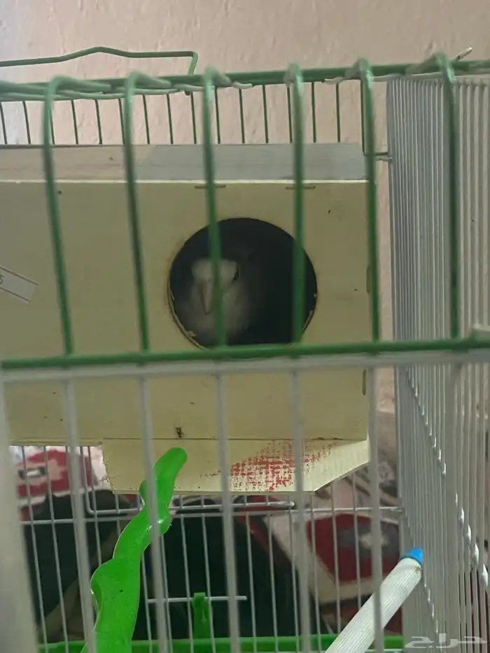 جوز روز أليف 0