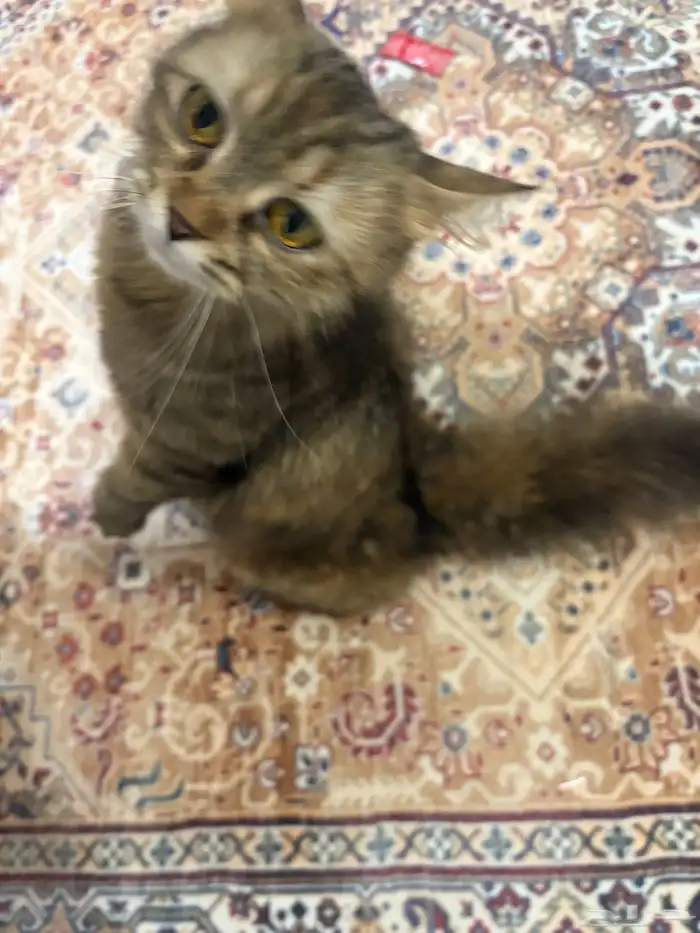 وجدت قطه ضائعه شمال جيزان 2