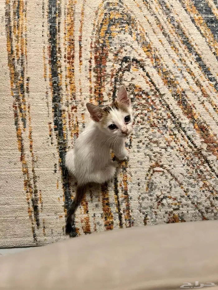 قطه كتن منقذه للتبني 1