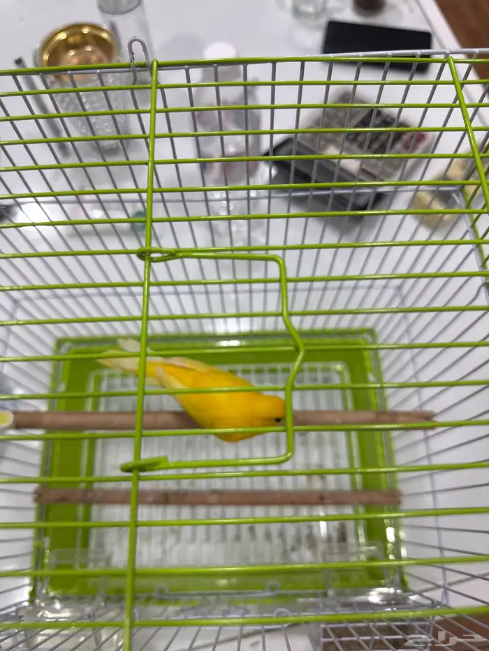 للبيع كناري إيراني 2