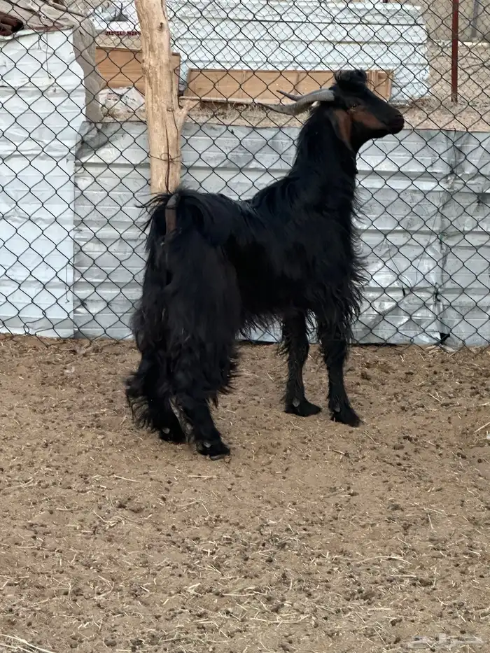 تيس ادغس اقشع حار مشروط 1