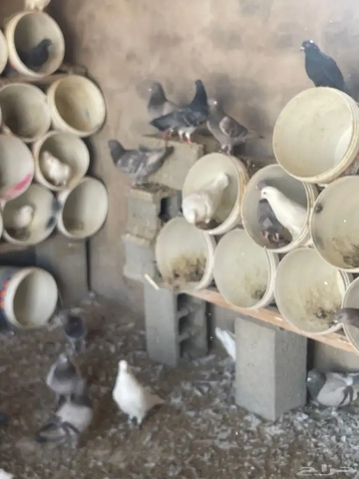 حمام للبيع زاجل وفرنسي حوالي 75جوز يزيد اوينقص 85 منتج 5