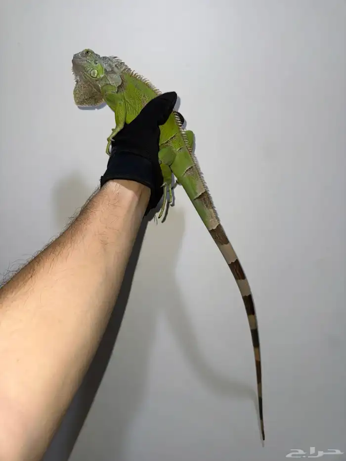 أغوانا خضراء للبيع بصحة ممتازة 2
