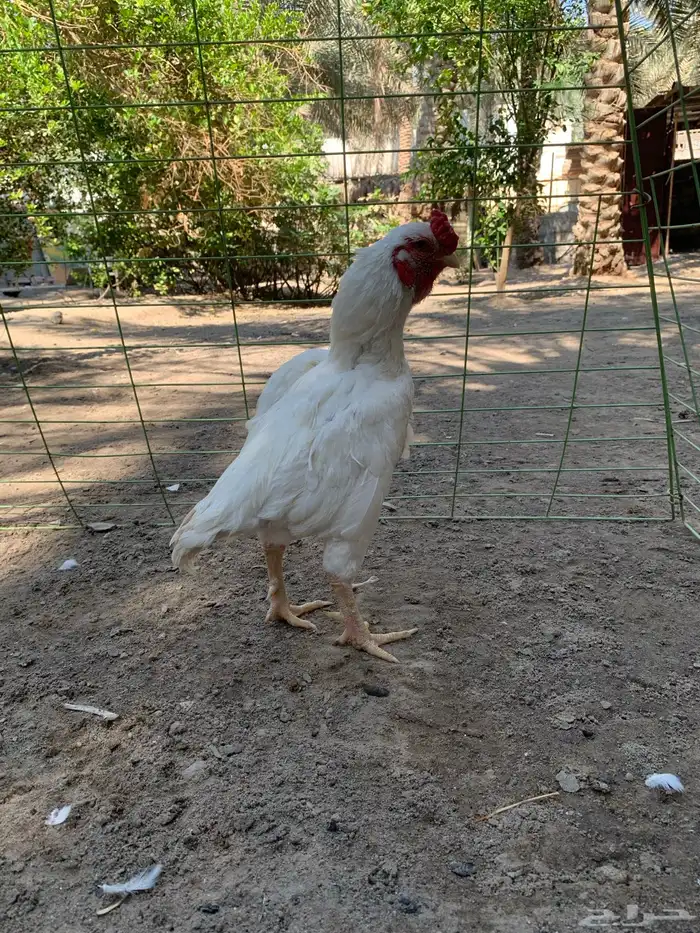 للبيع دجاج زيته فايتر 0