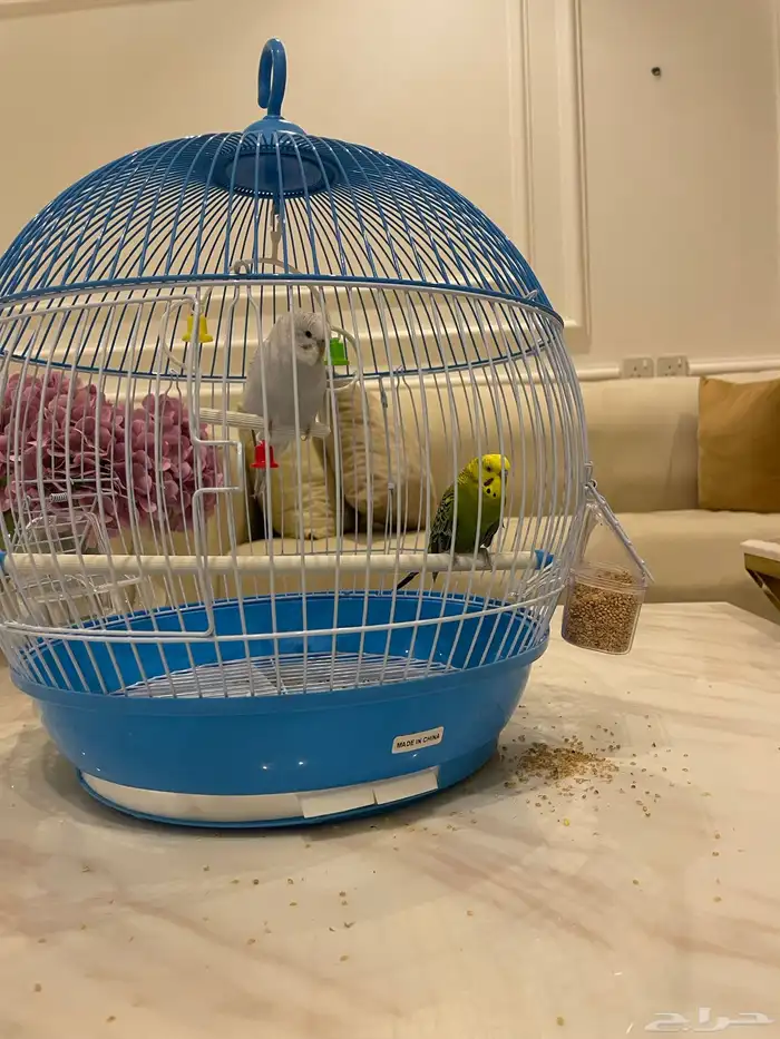 طيور الحب طيور جوزين 4