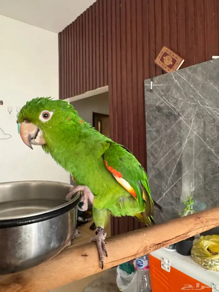 ببغاء كنيور وايت اي من النوادر 0