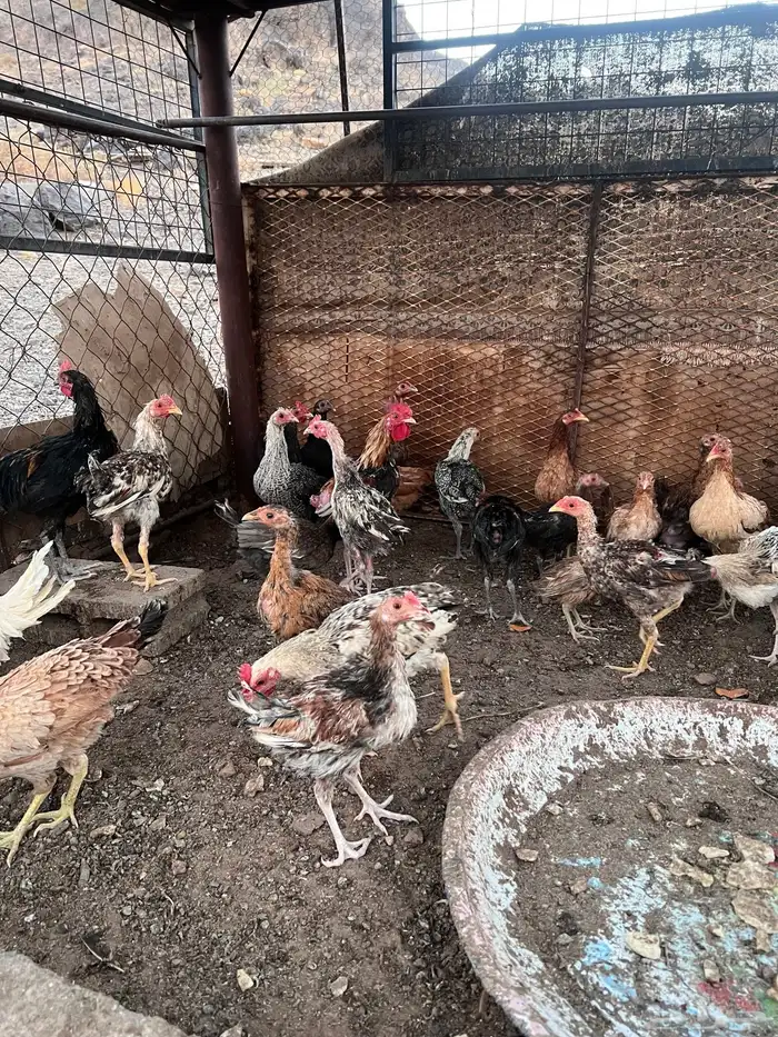 دجاج وديوك للبيع 3