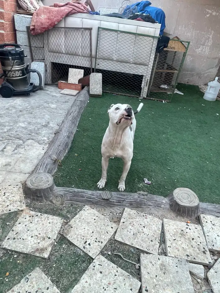 ذكر امريكن بولي 2