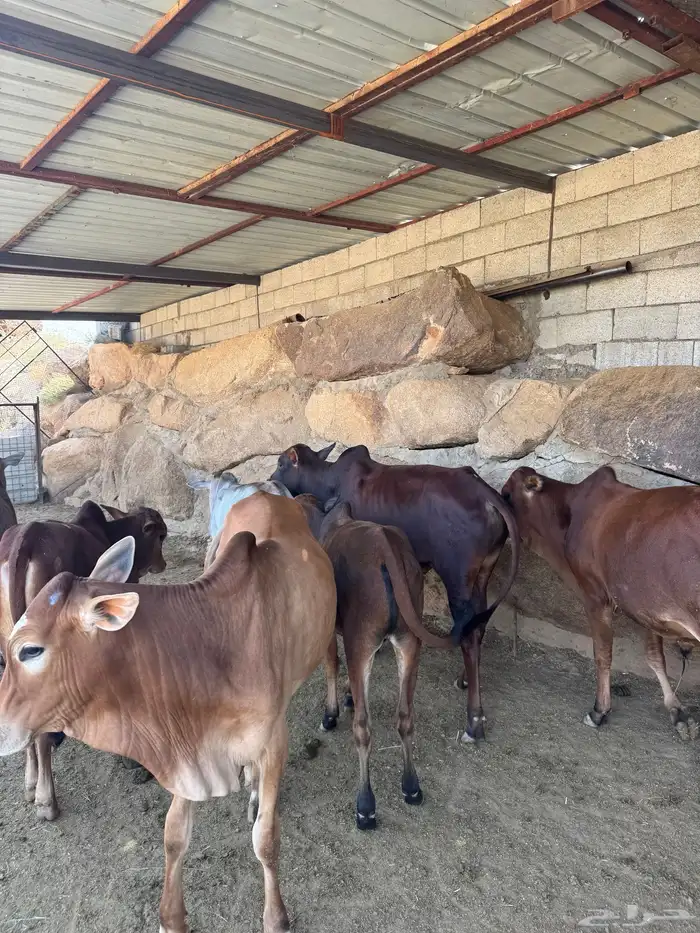 حسلان للبيع بلدي 5