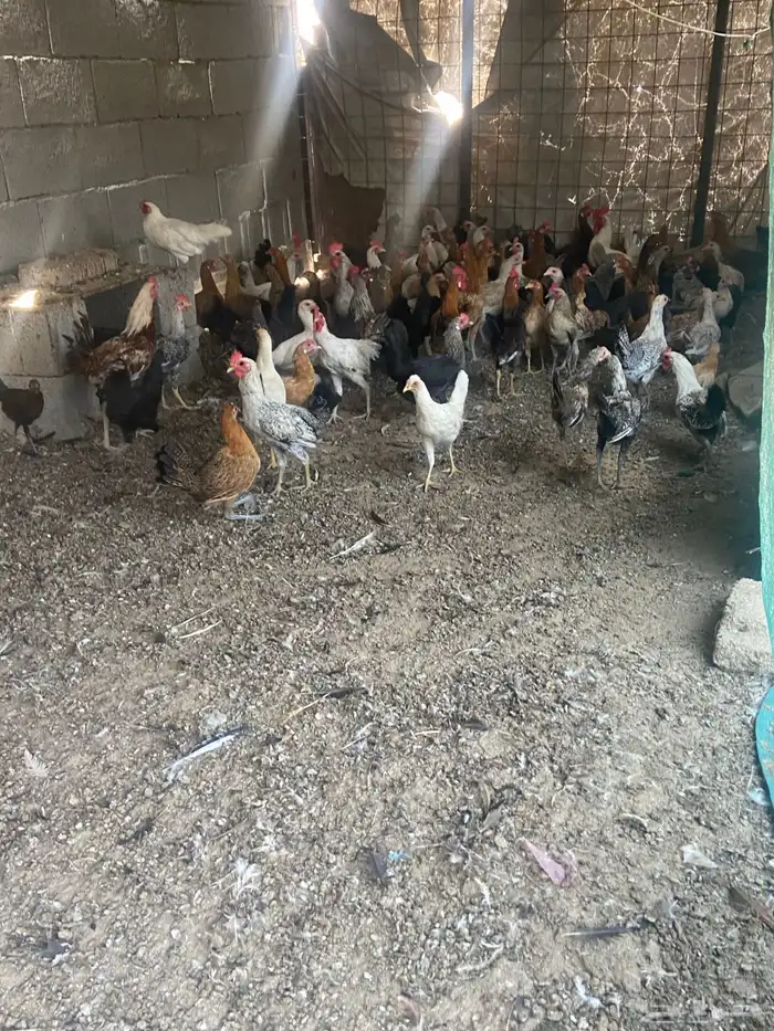 دجاج بلدي بياض للبيع 3