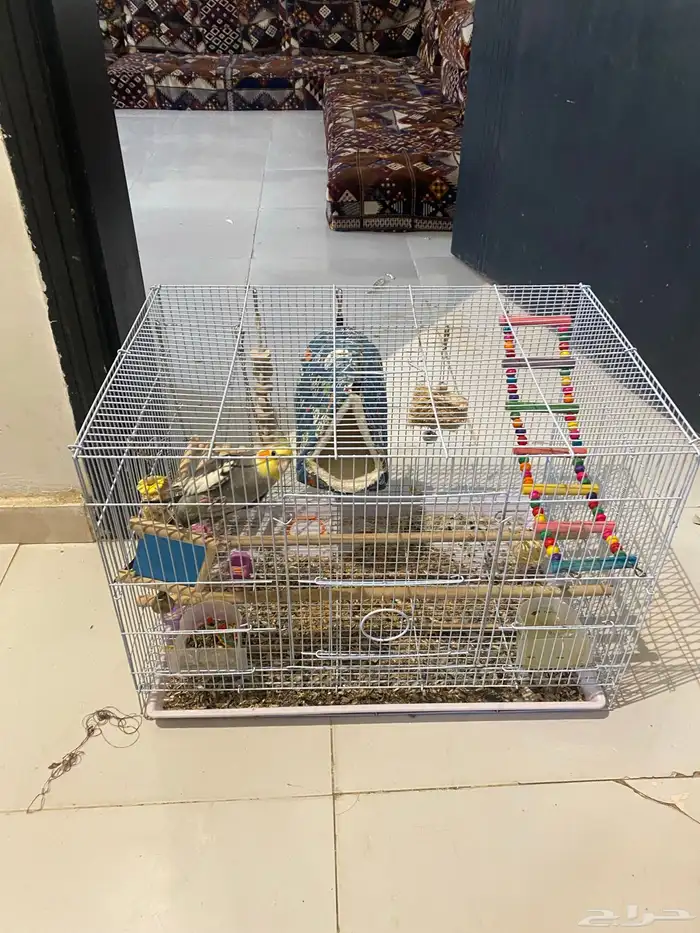 عصفور امزوني 1