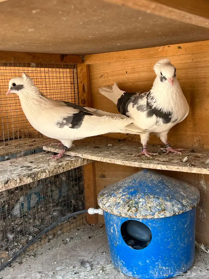 حمام قطيفي للبيع 11