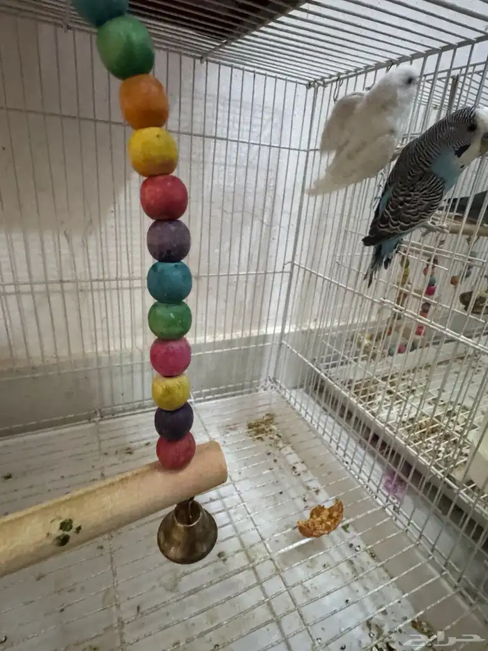 طيور الحب بادجى و روز للبيع 2