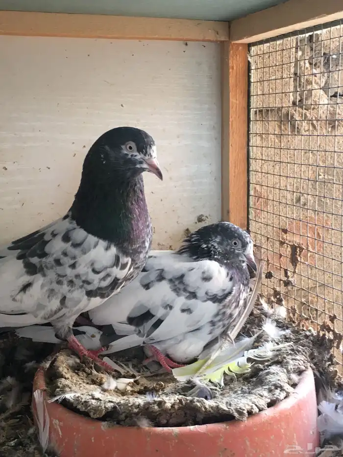 ازواج حمام باكستاني 1