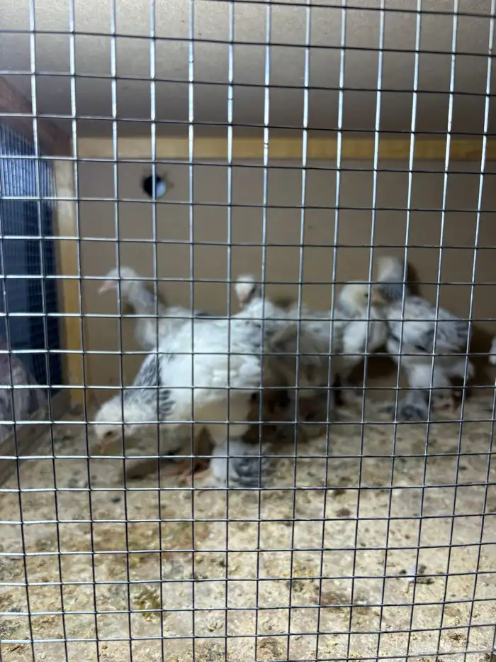 صيصان مستوى فاخر جدا جدا ما شاء الله تبارك الرحمن 2