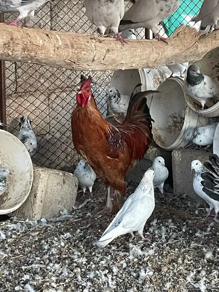 ديك مهجن براهما امه بلديه وبوه براهما عندي صور امه وبوه 2