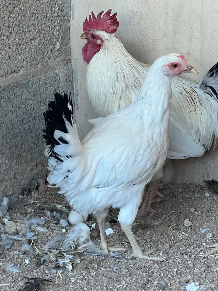 للبيع دجاج شرط بياض وصحه تب التب 2