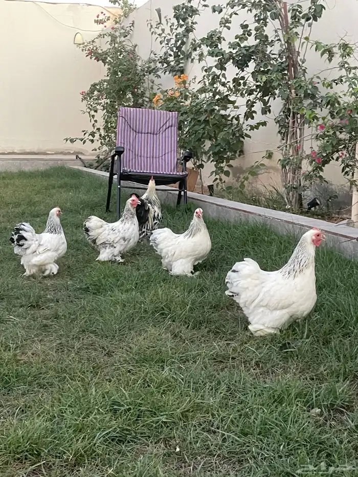 اطقم دجاج كوشن 6