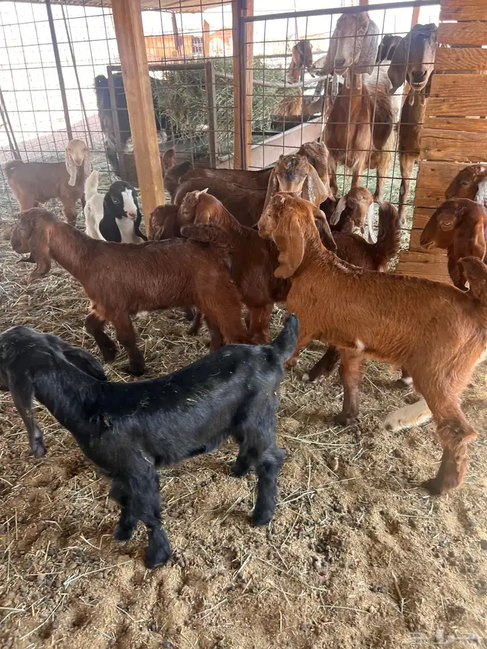 معزا متابيع 8 معها 16 7