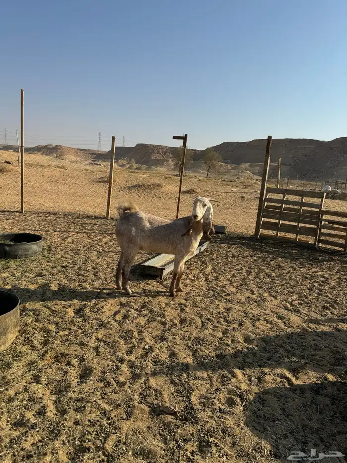 عنز ثنيه طيبه جدا فاخره العنز مقروعه لها حول شهر 7