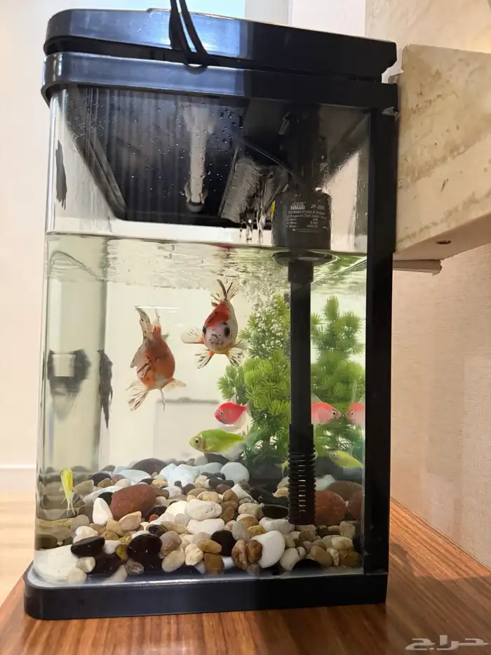 حوض اسماك مع اسماك 2