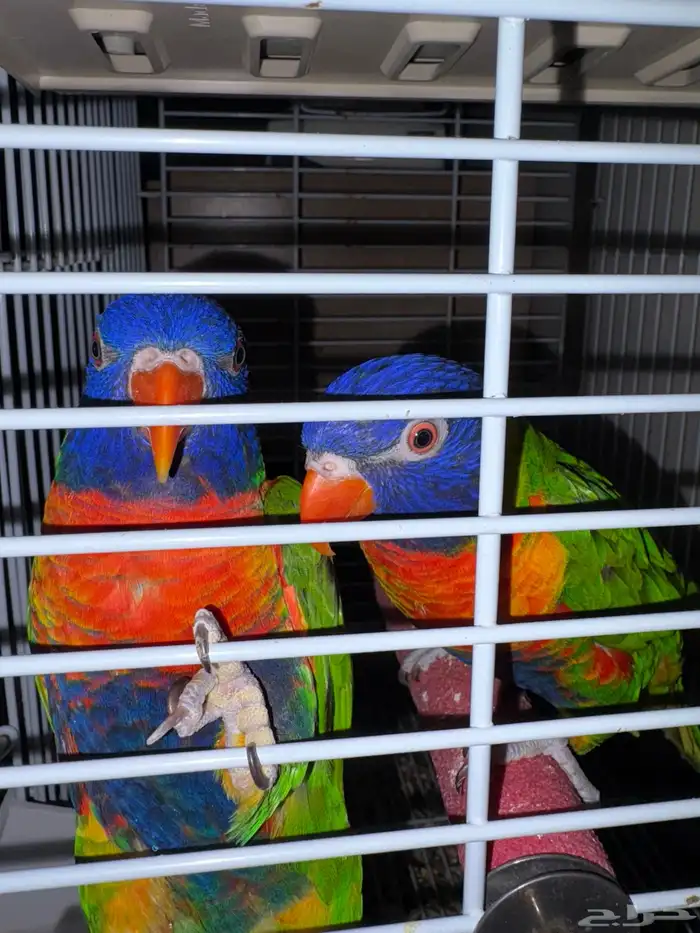 جوز بغبغاء رينبو لوري 2