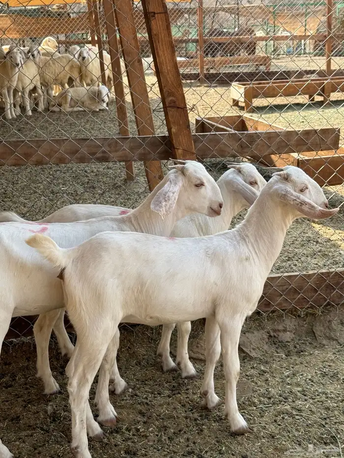 جفار برص فواخر 8