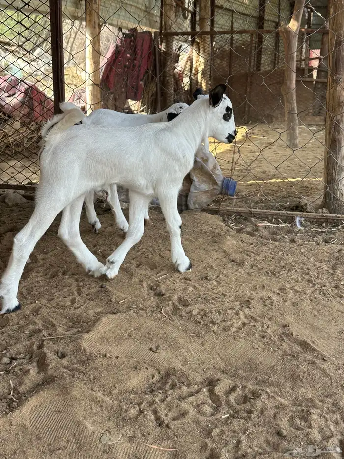 دواغر بيشي 2