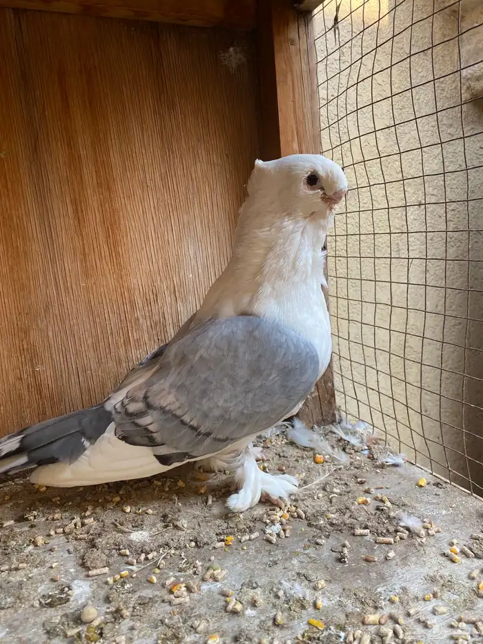 ستنايت ازرق 1