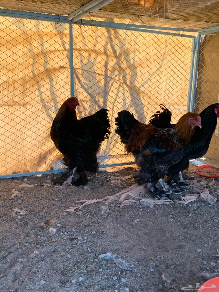 ديوك براهما الماني 1