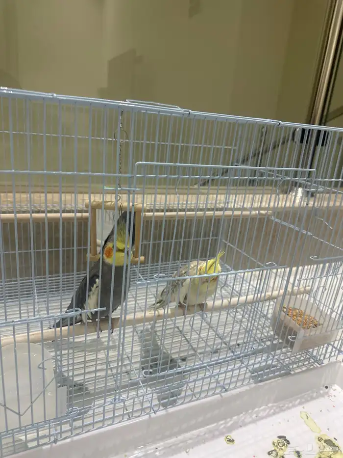 ببغاء الكوكتيل للبيع بيشة 0