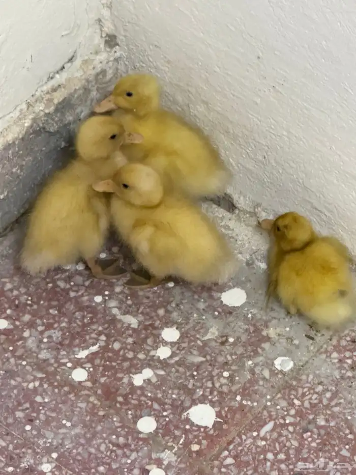 كتكوت بط كتاكيت وز 2