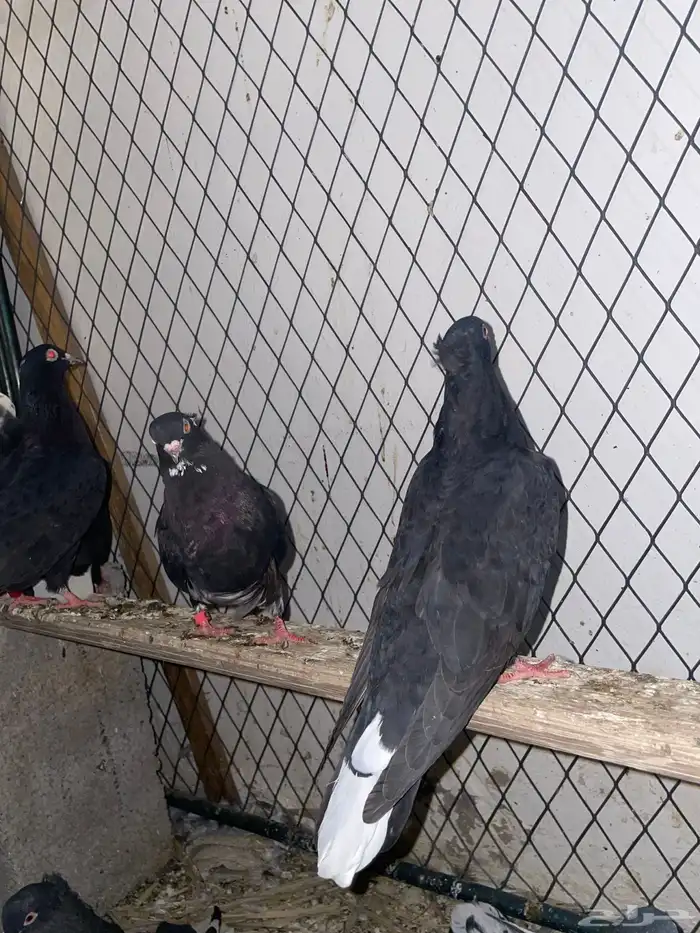 حمام قطيفي معقد 2