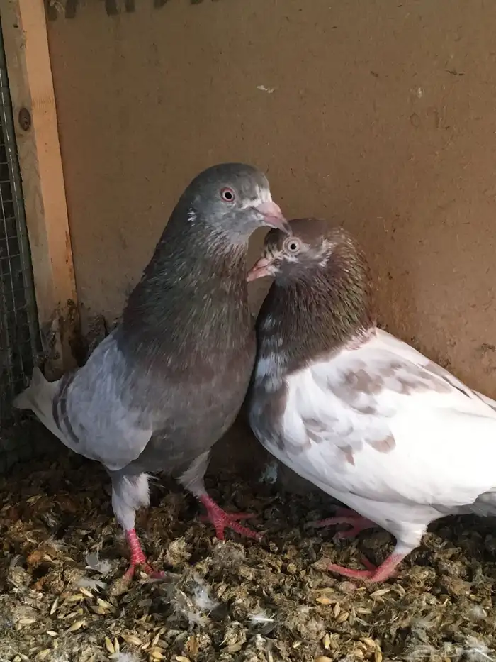 ازواج حمام باكستاني 2