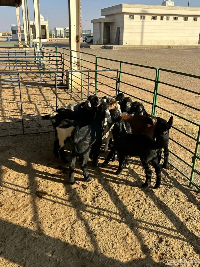 معزا مواليد 7حدرها 13 10