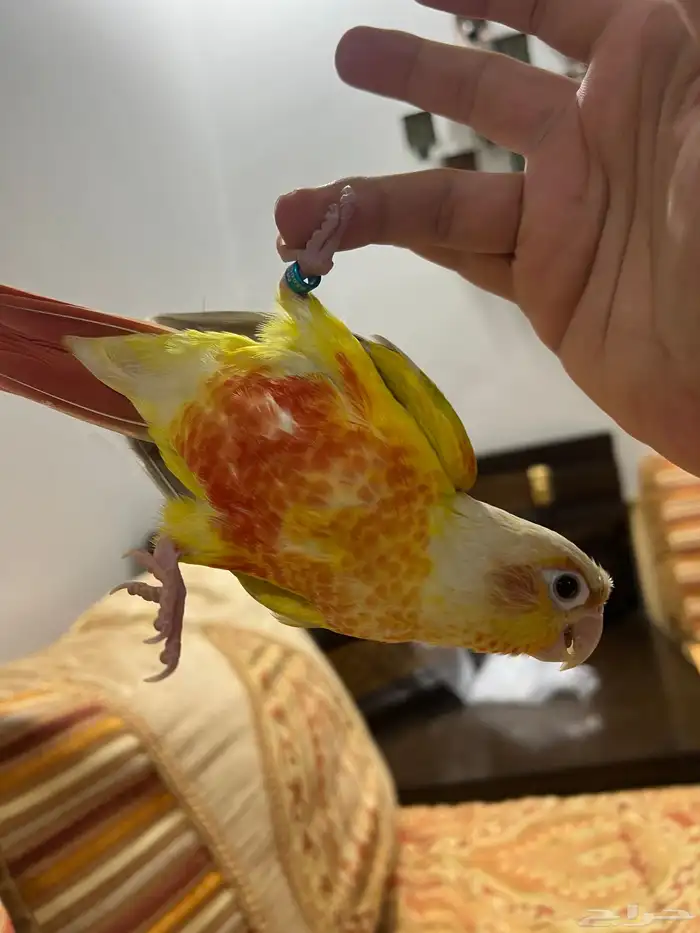 زوج صن شيك 3