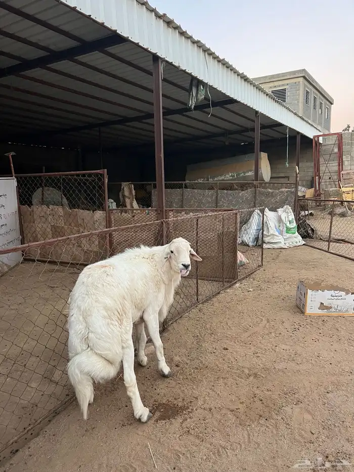 فحل ضان كفو 3