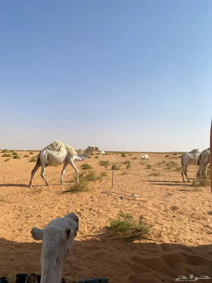 ابل للبيع 13