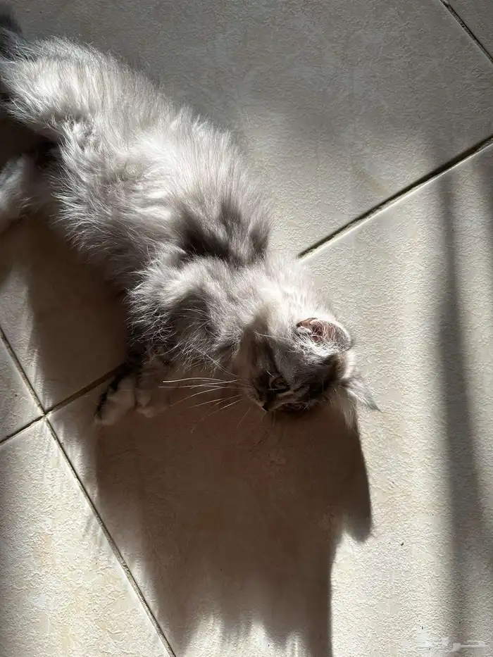 قطط سكوتش للبيع 14