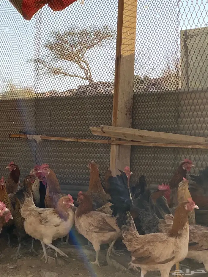 دجاج بلدي بياض شرط فواتح حمر 8