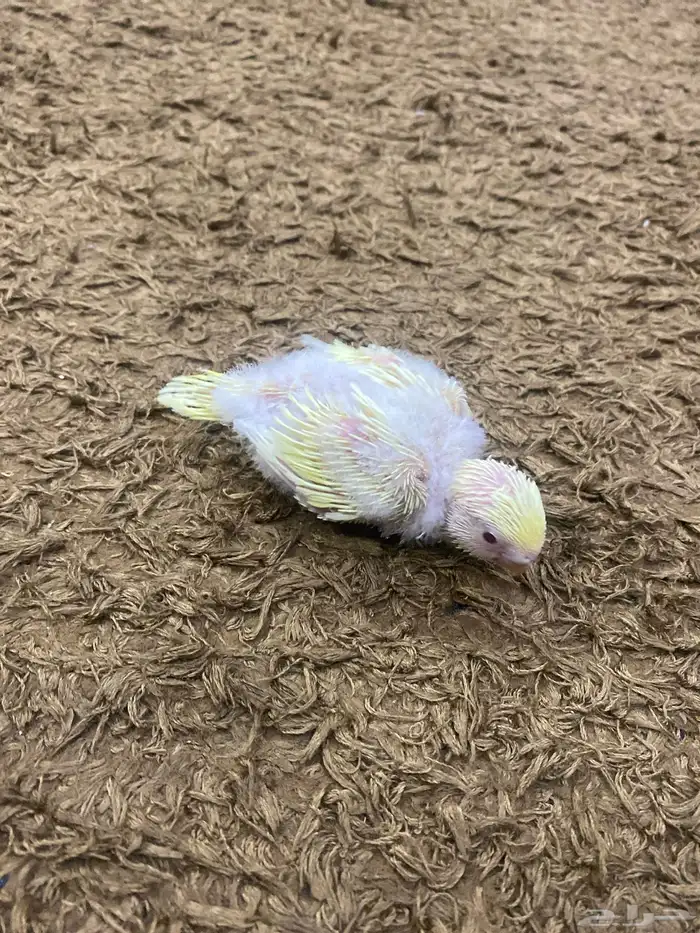 3 ازواج بادجي منتجه 6