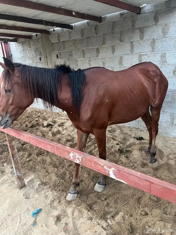 فرس شعبي انتاج لقاح 9أشهر لأعلى سوم 0