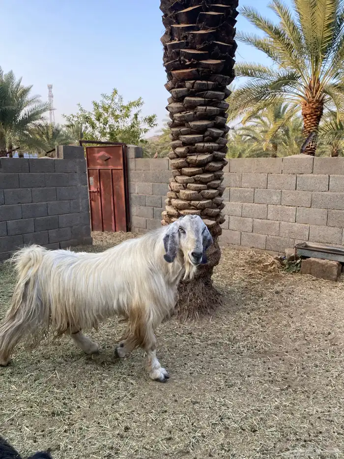 فحل معزا حار جدا 0