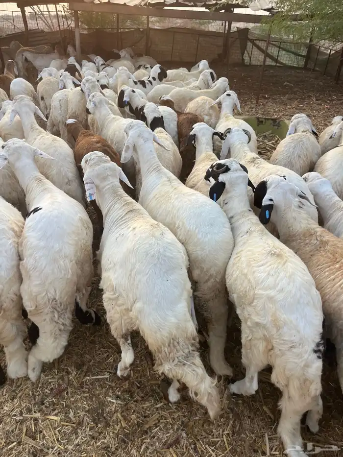 سواكن تربيه 0